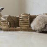 refujio natural para mascotas