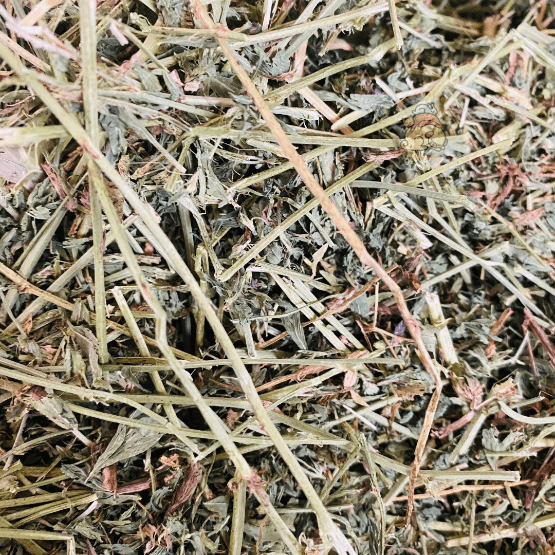 heno importado alfalfa nutricion para conejos menores de 4 meses