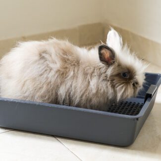 baño con cernidor para mascotas, esquinero para conejos