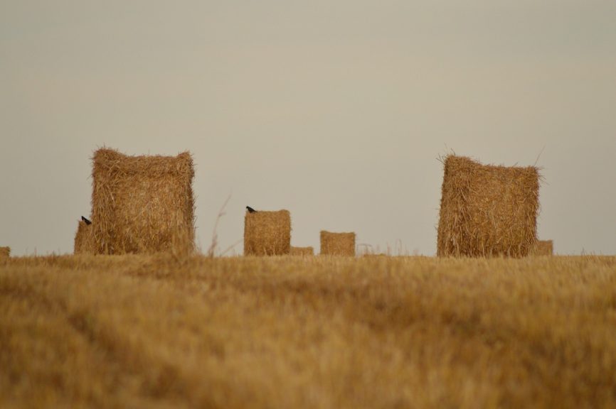 Heno fresco para conejo, heno fresco para cuy