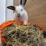 heno alimento conejo
