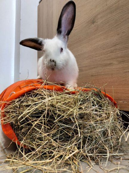 heno alimento conejo