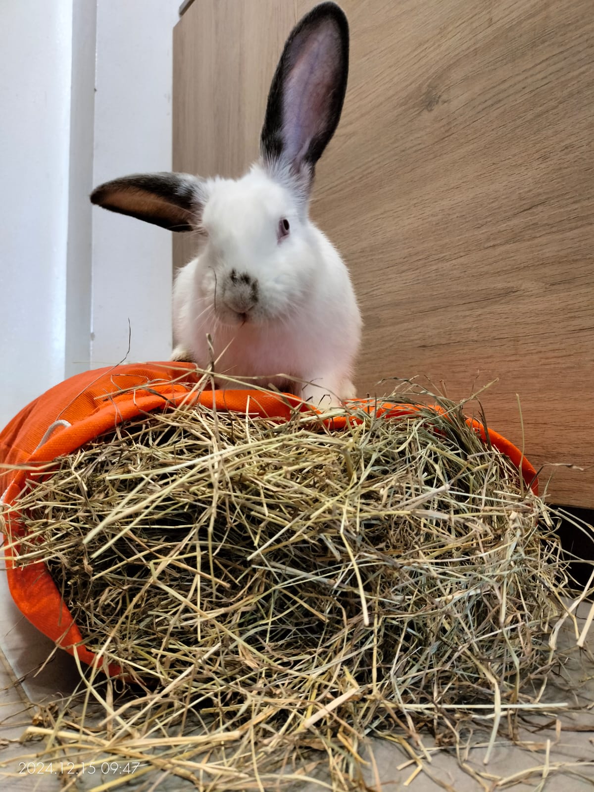 heno alimento conejo